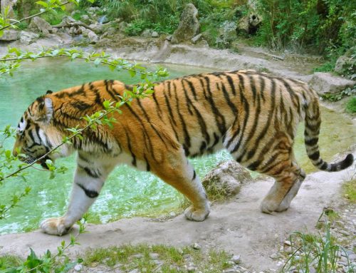ZOOSAFARI – PARCO NATURA VIVA